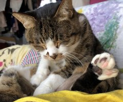 ネコ写真