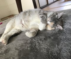 ネコ写真