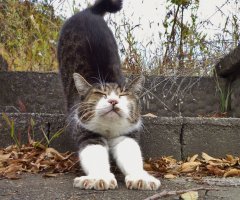 ネコ写真