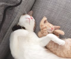 ネコ写真