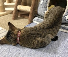ネコ写真