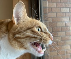 ネコ写真