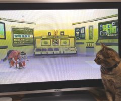 ネコ戦隊 びたたま ネコ写 かわいい猫写真 猫画像の投稿サイト ネコジルシ