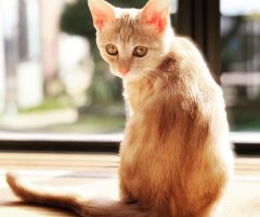 ネコ写真