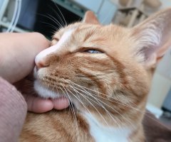 ネコ写真