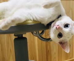 猫写真