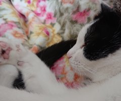 ネコ写真