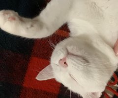 猫写真