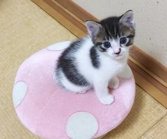 ネコ写真