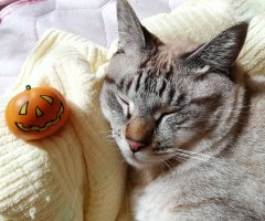 ネコ写真