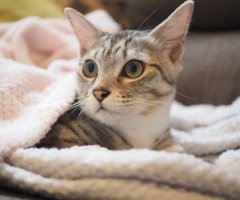ネコ写真
