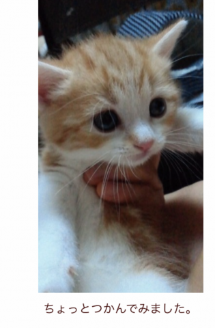 我が家のプー子6年前 名前の由来 かわいい猫写真 猫画像の投稿サイト ネコジルシ