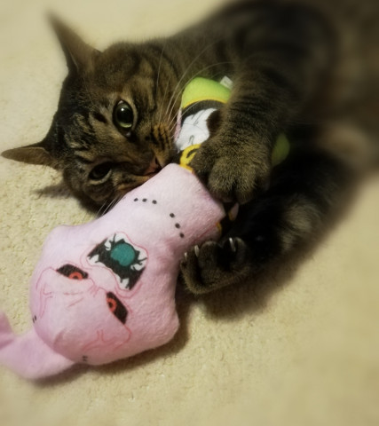 魔神ブーより強いおとこ かわいい猫写真 猫画像の投稿サイト ネコジルシ