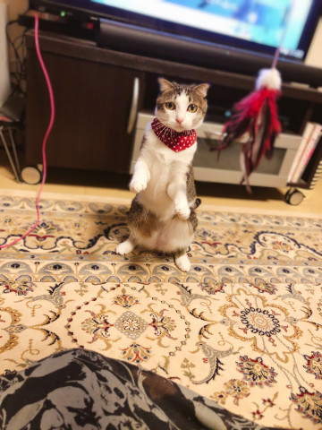 クララが立った りんりんが立った かわいい猫写真 猫画像の投稿サイト ネコジルシ