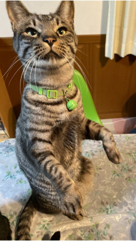 カワウソ?? - かわいい猫写真u0026猫画像の投稿サイト - ネコジルシ