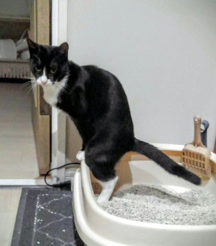 ちこりのウンチングスタイル かわいい猫写真 猫画像の投稿サイト ネコジルシ