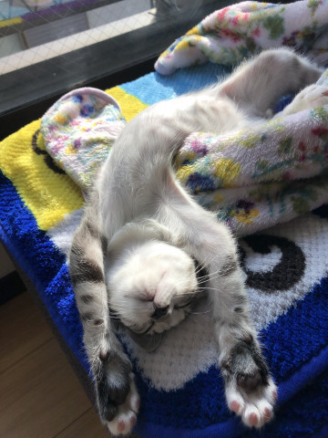 無防備すぎです！(笑) - かわいい猫写真u0026猫画像の投稿サイト - ネコジルシ