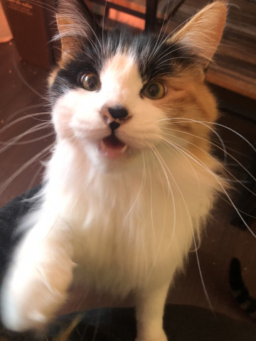 にゃーんぱーんち かわいい猫写真 猫画像の投稿サイト ネコジルシ にゃーんぱーんち かわいい猫写真 猫画像の投稿サイト ネコジルシ