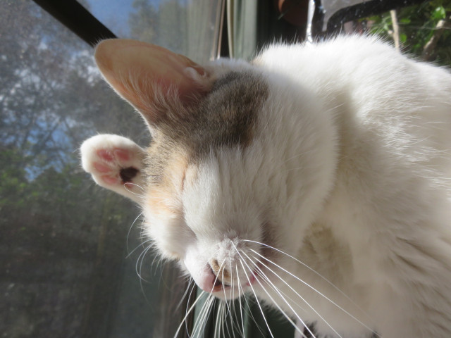 テヘッ かわいい猫写真 猫画像の投稿サイト ネコジルシ