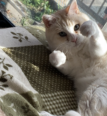 ドラえもんの手のやり方 かわいい猫写真 猫画像の投稿サイト ネコジルシ