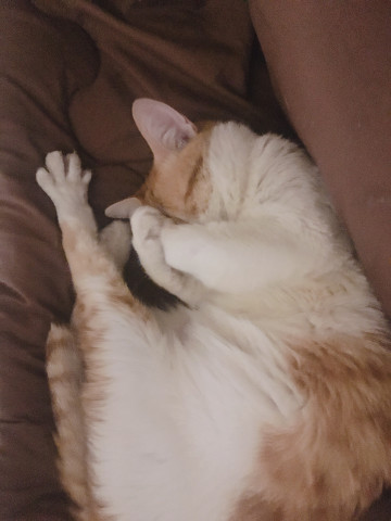 スヤァzzz かわいい猫写真 猫画像の投稿サイト ネコジルシ