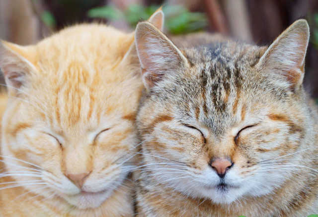 仲良しな猫 - かわいい猫写真&猫画像の投稿サイト - ネコジルシ
