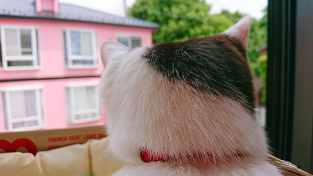 杏の四角い後頭部 かわいい猫写真 猫画像の投稿サイト ネコジルシ