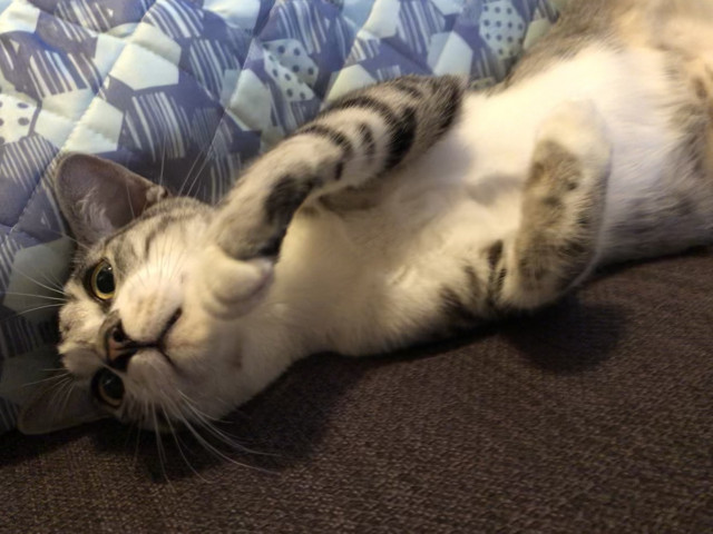 早朝遊び疲れて放心状態u2026(´ｰ｀) - かわいい猫写真u0026猫画像の投稿サイト 