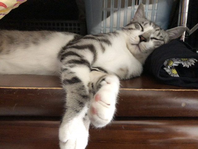 タンスの上でお寝んね💤 - かわいい猫写真u0026猫画像の投稿サイト 