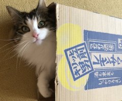 猫写真