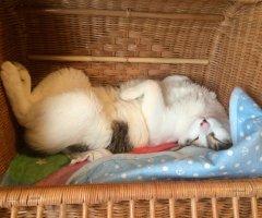 猫写真