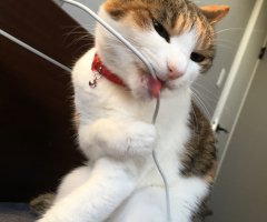 ネコ写真