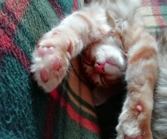猫写真