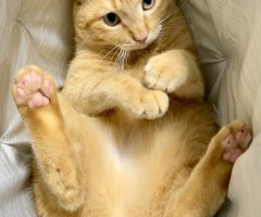 ネコ写真