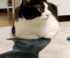 猫写真