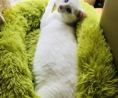 猫写真