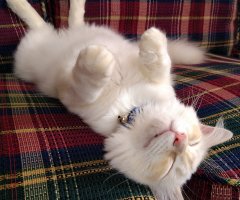 猫写真