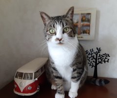 ネコ写真
