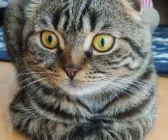 猫写真