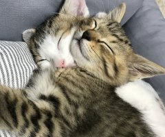 猫写真