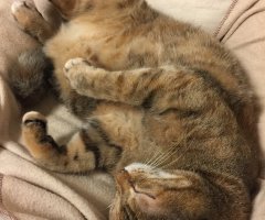 ネコ写真