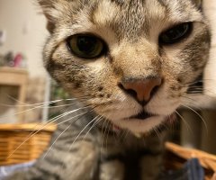 ネコ写真
