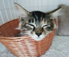 ネコ写真