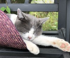 猫写真