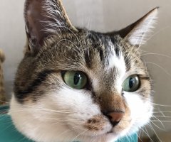 猫写真
