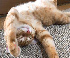 猫写真