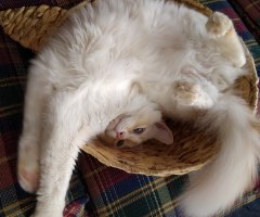 ネコ写真