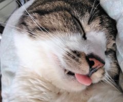 猫写真