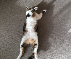 ネコ写真