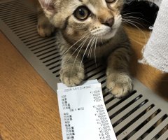 ネコ写真